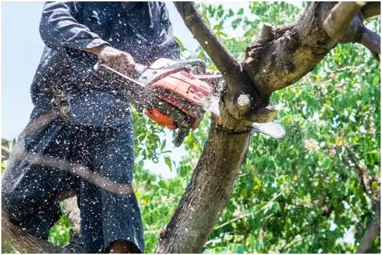tree services Frederick